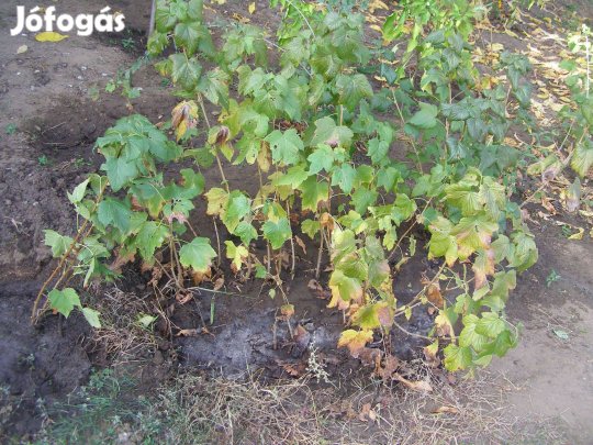 Nagyfürtű pirosribizli egy éves gyökeres vessző