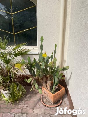 Nagyméretű afrikai kaktusz eladó