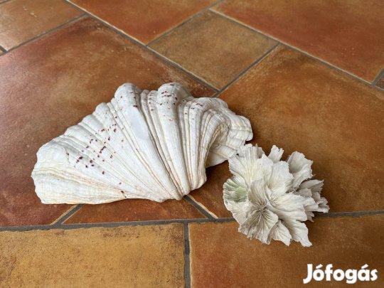 Nagyméretű tengeri kagyló ház és korall