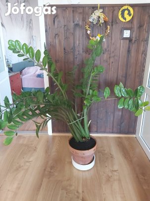 Nagyméretű zamioculcas