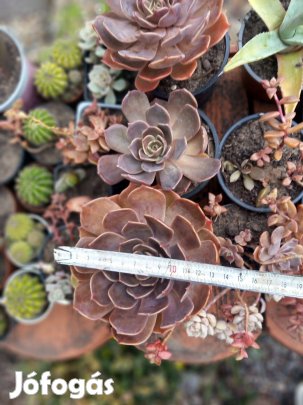 Nagyobb méretű pirosas levelű pozsga rózsa átm 15cm