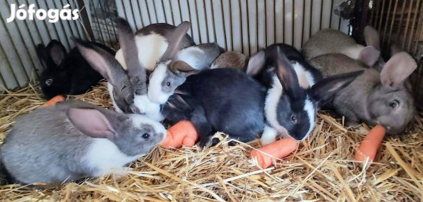 Nagyobb testű házi mix illetve kaliforniai nyulak