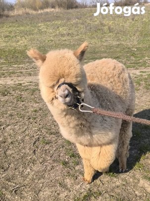 Nagyon cuki, sétáltatható alpaka csikó!