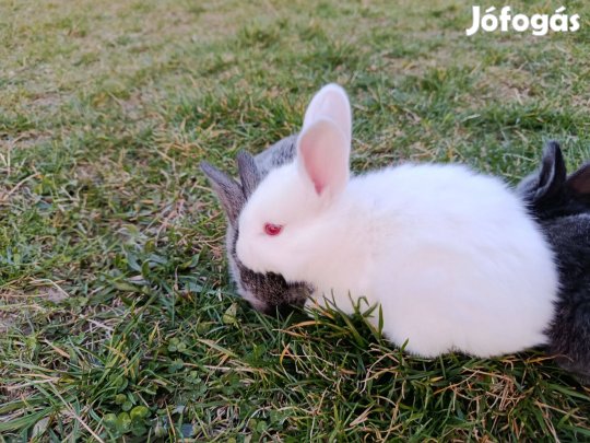 Nagyon cuki nyúl, nyuszi, kisnyúl