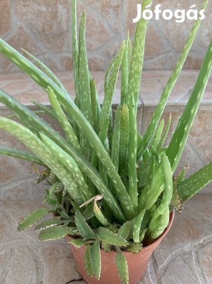 Nagyon dús aloevera Aloe vera Gyógynövény