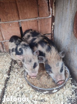 Nagyon kicsi minesutai fiúk várják hogy máshol turkaljanak!