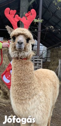 Nagyon szelíd kis csikó gazdit keres!