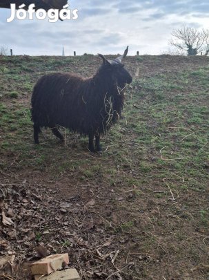 Nagyon szep Racka kos