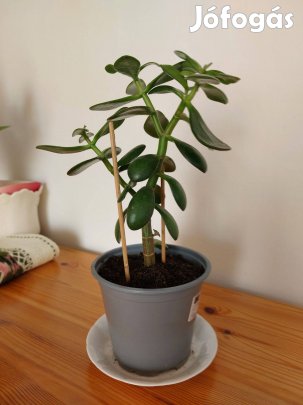 Nagyon szép, 35 cm magas, majomfa/pozsgafa eladó