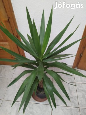 Nagyon szép, egészséges yukka pálma eladó!