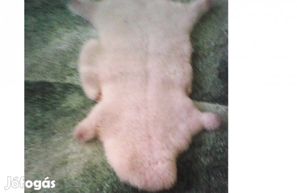 Nagyon szép báránybőr Árcsökkenés!