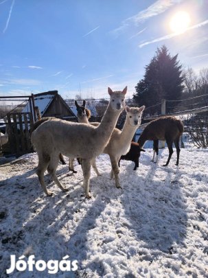 Nagyon szép kis csikó gazdit keres!