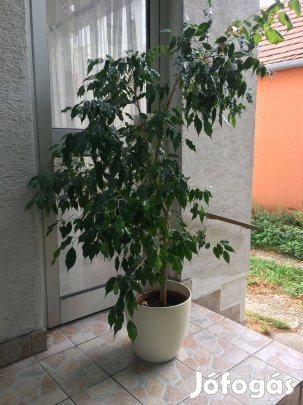 Nagyra nőtt fikusz benjamina