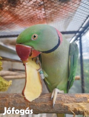 Nagysándor 2024-es gyürüzőtt hím