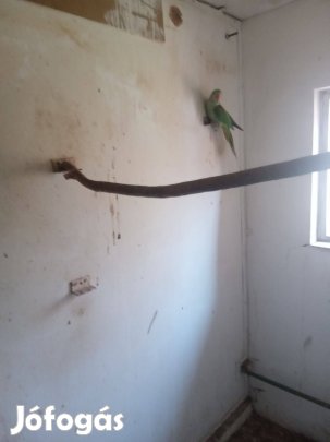 Nagysándor papagáj