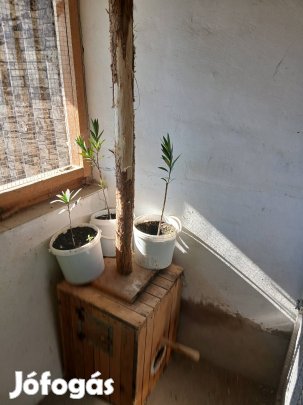 Nagysándor papagáj odu