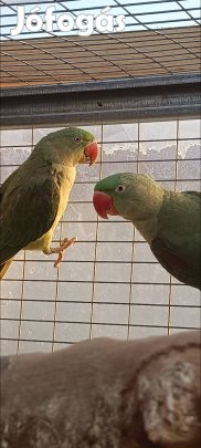 Nagysándor papagájok