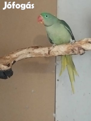 Nagysándor papagájok