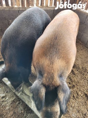 Nagysújú hízzok eladó! 