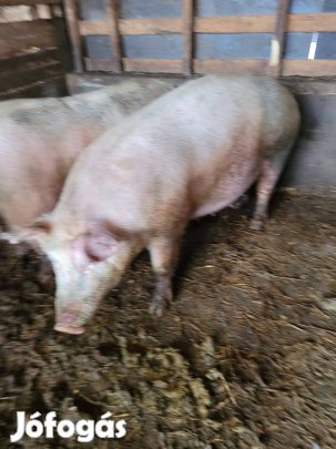 Nagysújú koca eladó! 