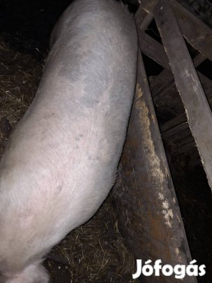 Nagysúlyú,Magyar nagyfehér hízó eladó,cserélhető!(350kg)
