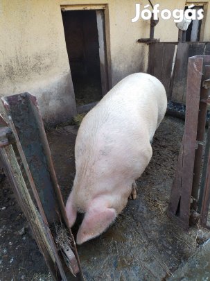 Nagysúlyú anyakoca elado