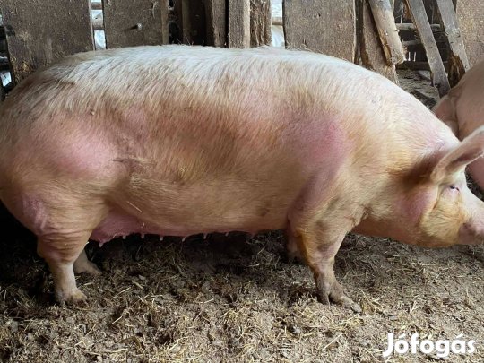 Nagysúlyú hízók eladók!