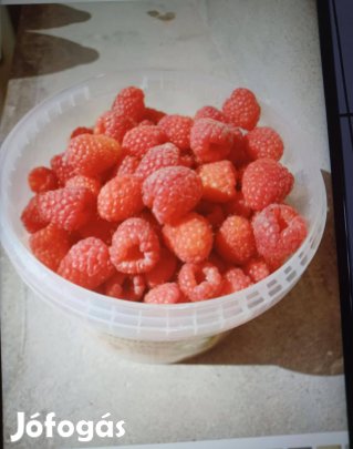 Nagyszemű málnatő