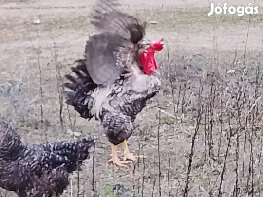 Nagytestü 2 eves  paraszt tyukok tojasa keltetni