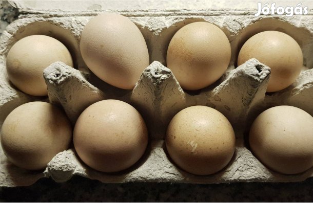 Nagytestű Gigant Gyöngytyúk, gyöngy tyúk, gyöngyös tojás Eladó!