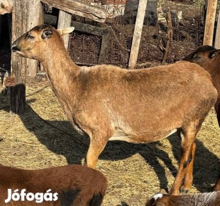 Nagytestű Kameruni juh