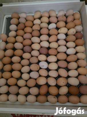 Nagytestű állománytól keltetni tojás