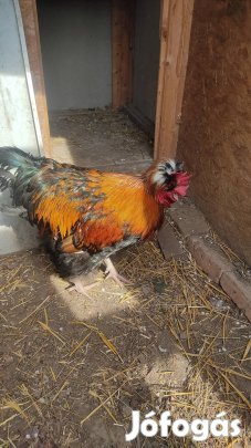 Nagytestű búbos Kakas eladó. 