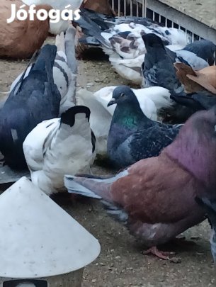 Nagytestű galambok, mondain,king,texán,hubbel, és tyúktarka eladó!