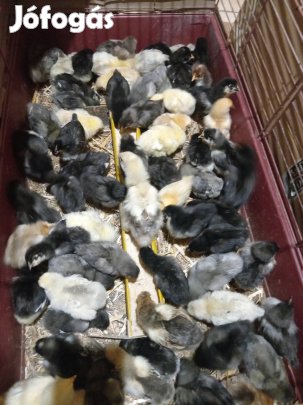 Nagytestű kettőshasznú csibék, tojás keltetésre