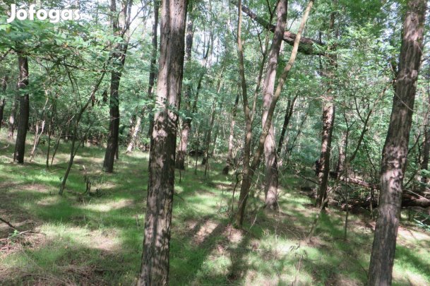 Nagyvarsány nyárfaerdő E L A D Ó