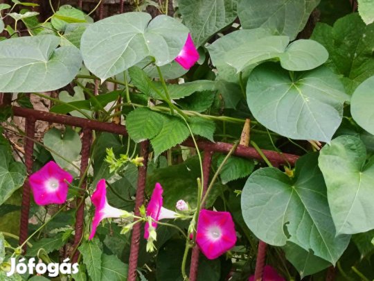 Nagyvirágú Hajnalka mag