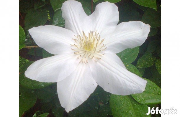 Nagyvirágú kerti iszalag (Clematis)