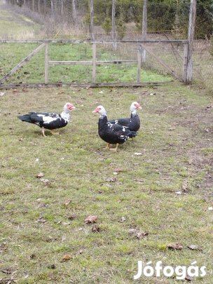 Námakacsa ,gácsér