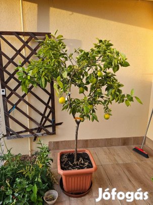 Nanarancsafa cseréppel kb 180-190cm magas! Termő Fa! 50 000 Ft