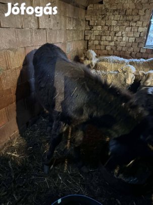 Nándi olasz csödör szamár juh birka