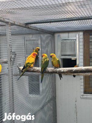 Nap papagáj fiatalok