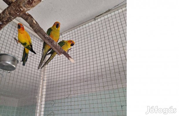 Nap papagáj tojó 2 éves