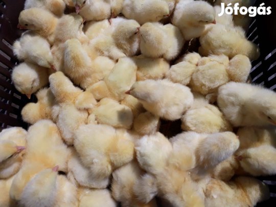 Napos Csibe Fehér Húshibrid Eladó Készletről Debrecenben