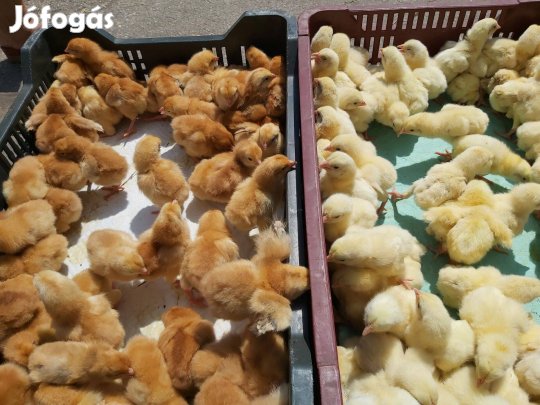 Napos Csibe Jegyezhető Debrecenben, Folyamatosan