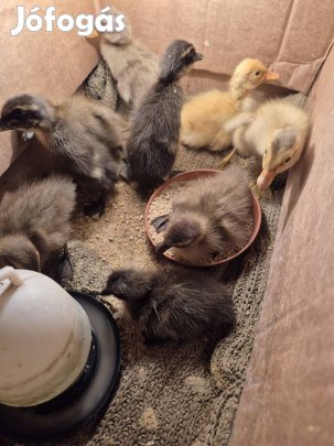 Napos Indiai futókacsák