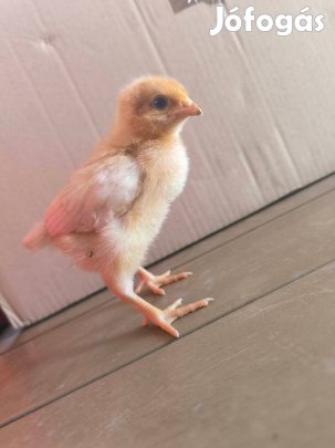 Napos Tetra jérce, Napos Harco jérce 