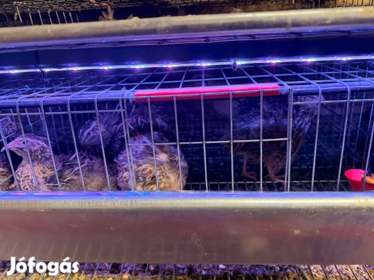 Napos, Előnevelt, Tojó Fürjek!