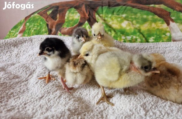 Napos, hetes vegyes csibe eladó Kocséron