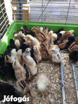 Napos csibe, kiscsibe